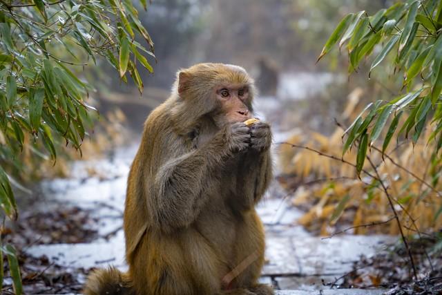 与猴子有关的故事有哪些英语，与猴子有关的故事有哪些英语翻译！
